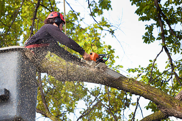 Lawn Watering Services in Ackley, IA